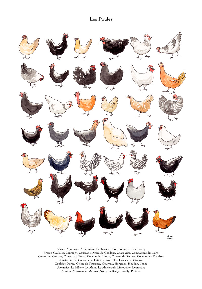 aquarelle collection de poules