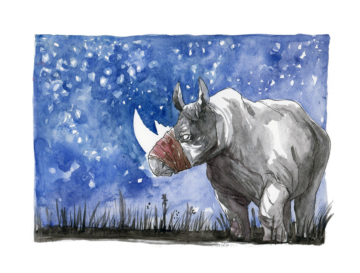 illustratrice montréal - rhinocéros aquarelle