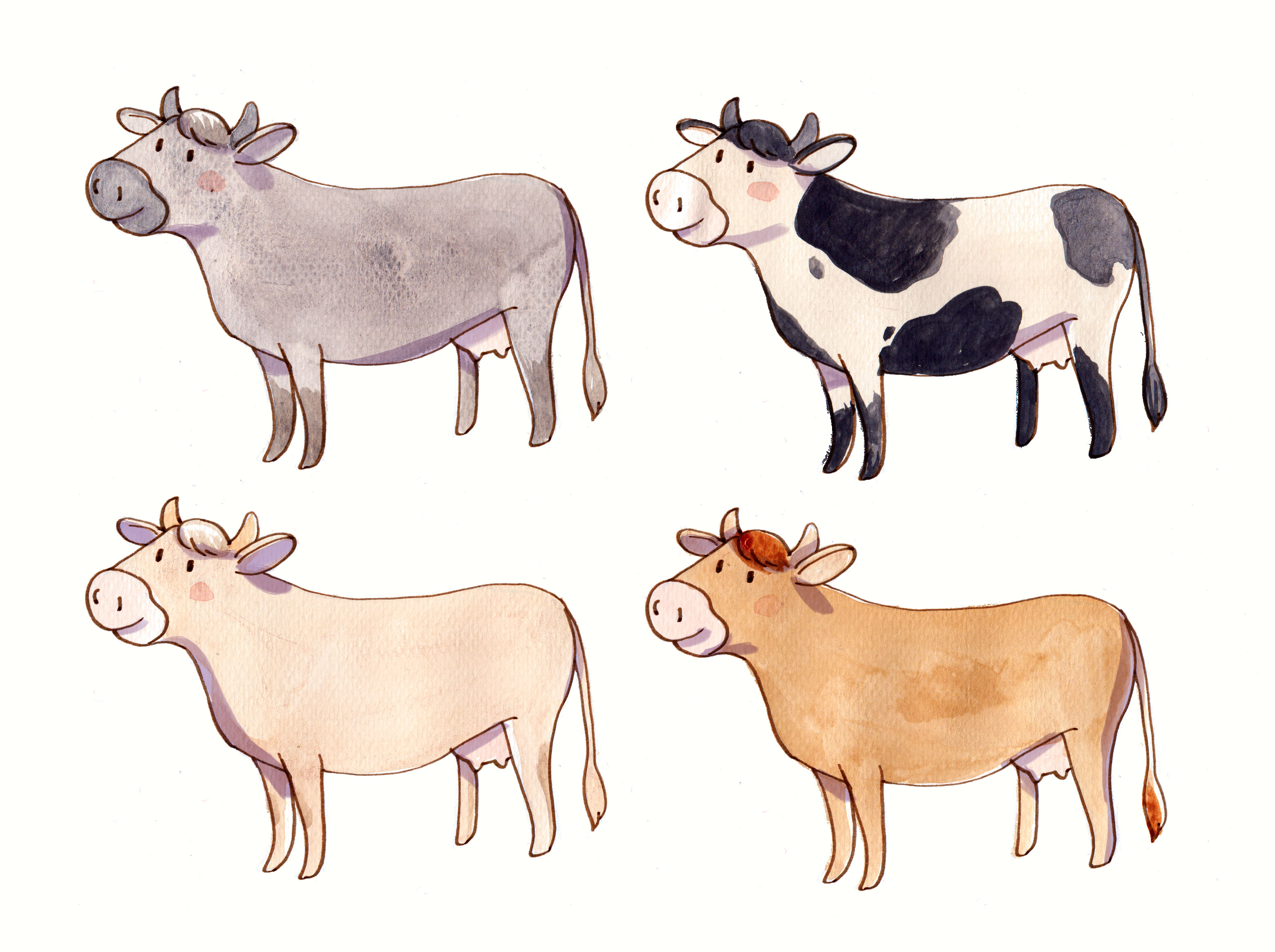 aquarelle vaches