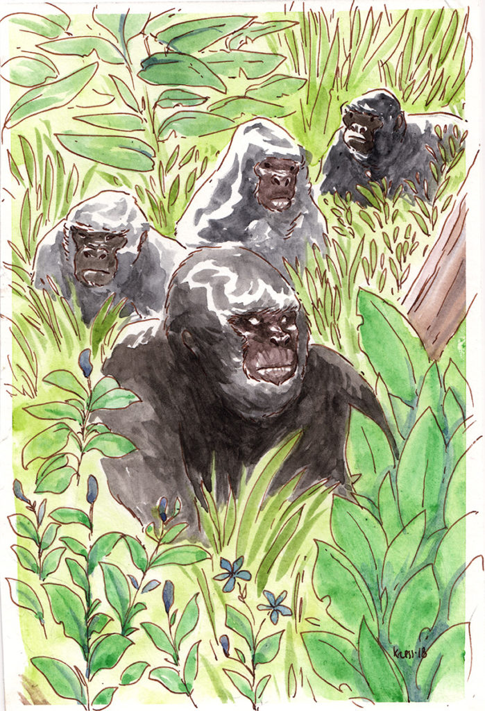 animal illustration of  gorillas 