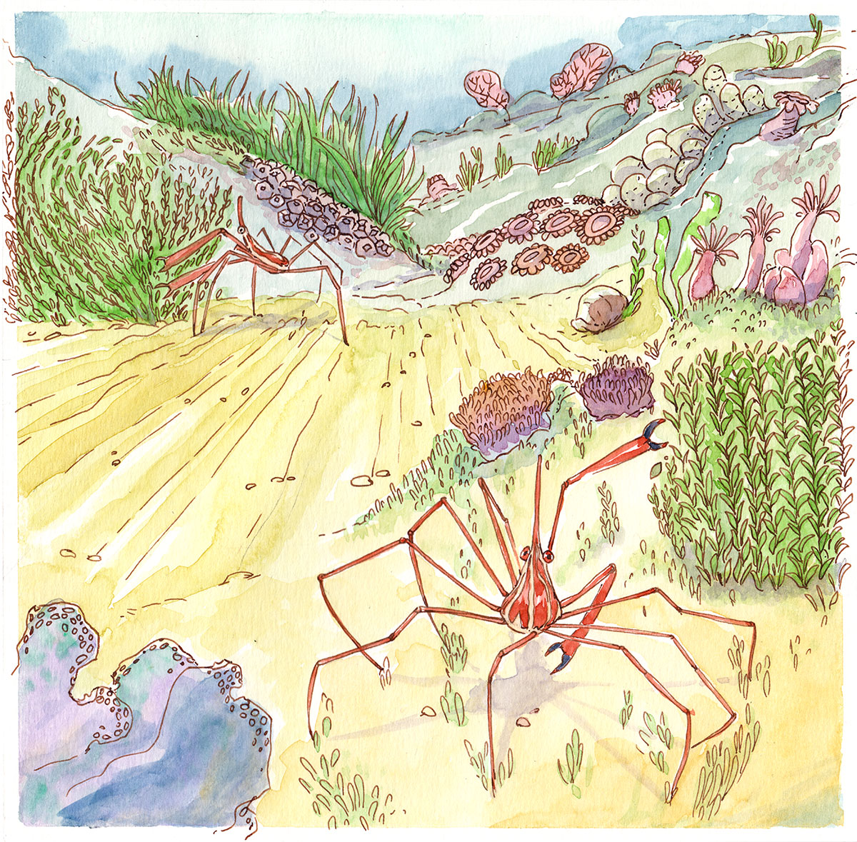 illustration crabe araignée étapes aquarelle