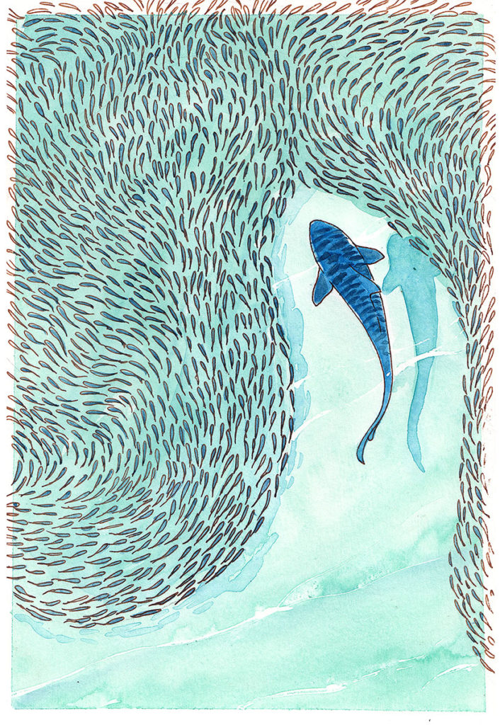 animal illustration of a shark hunting 