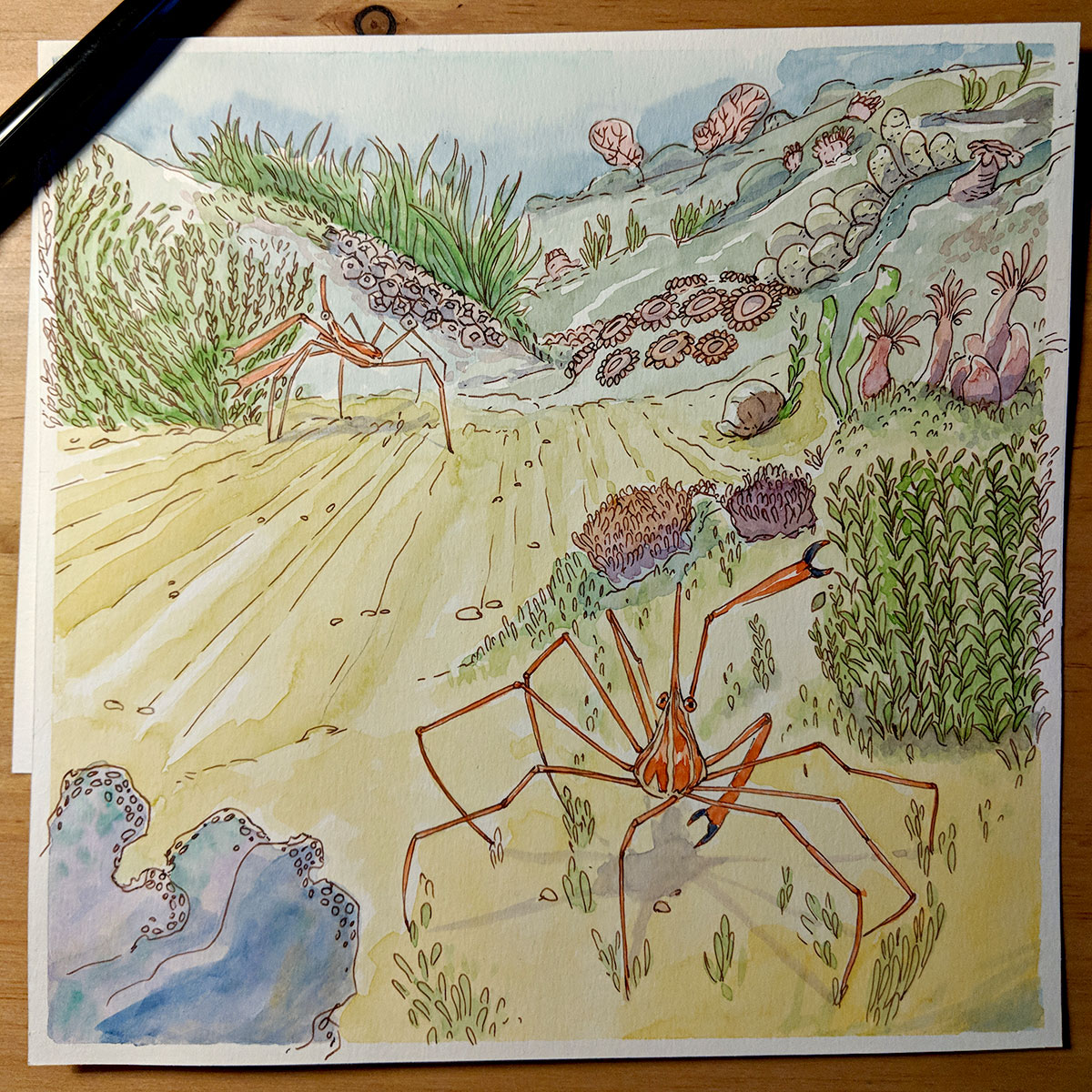 Détails aquarelle crabe 