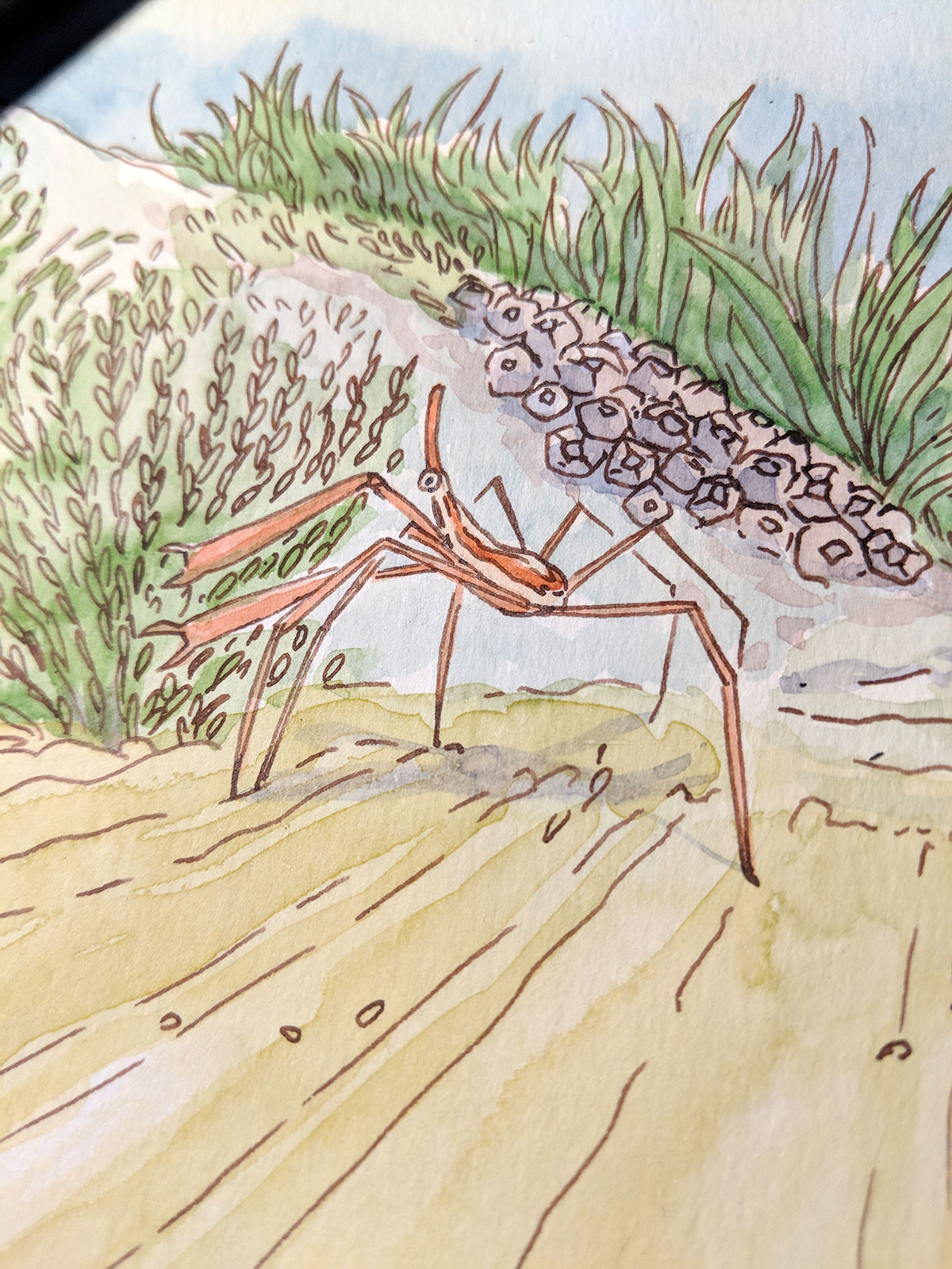 détails aquarelle crabe