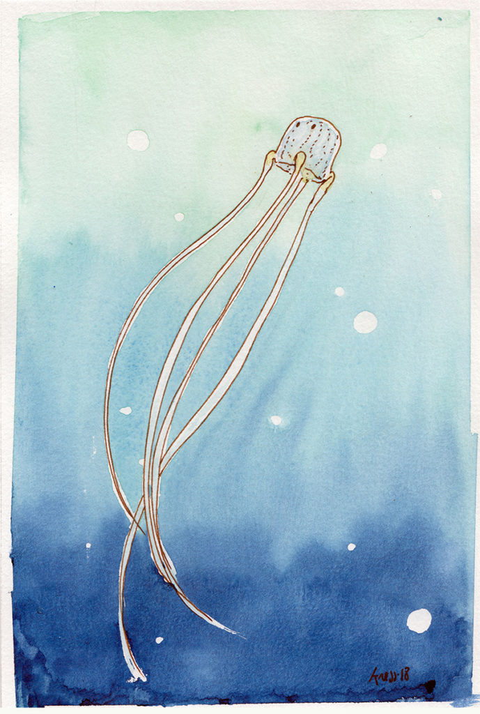 animal illustration of a box jellyfish