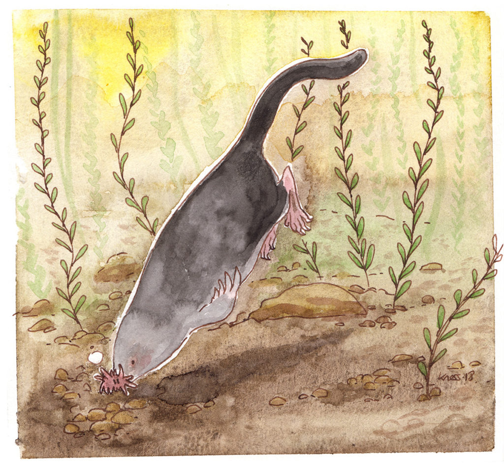 animal illustration of a starnosed mole 