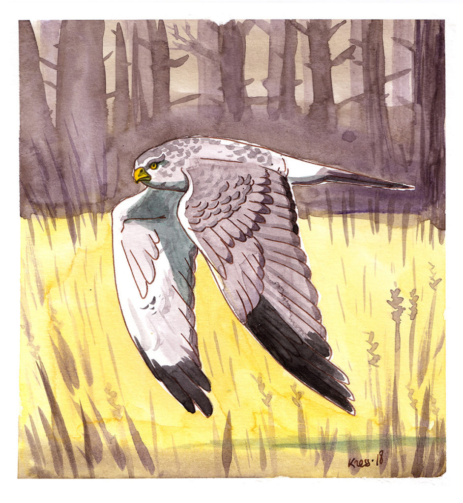 animal illustration of a northern harrier 