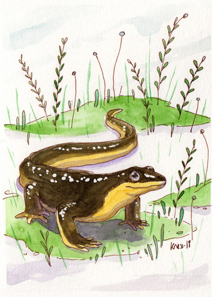 animal illustration of a newt