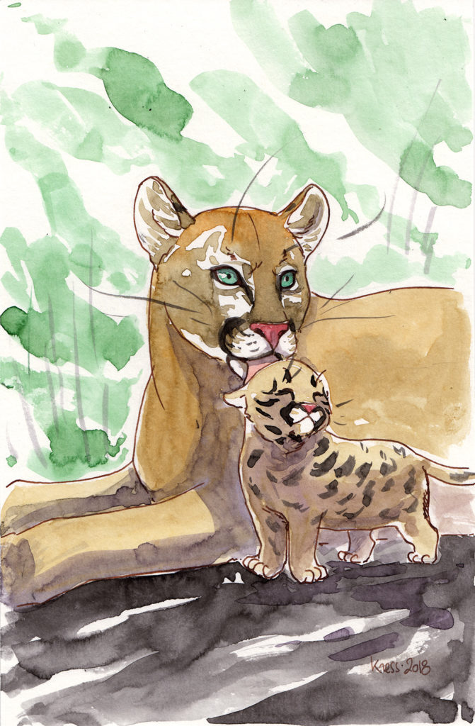 animal illustration of a puma