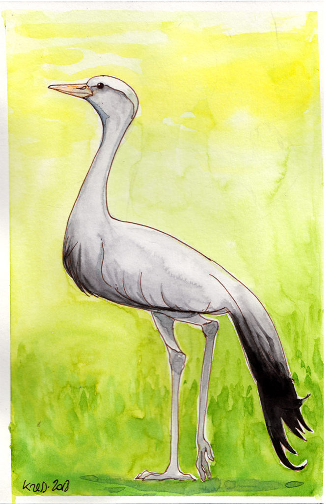 animal illustration of a crane
