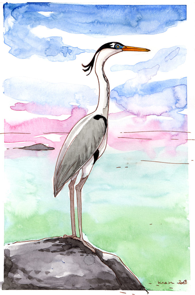 animal illustration of a heron