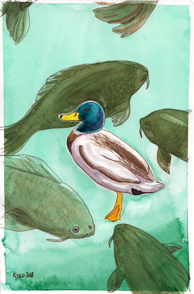 animal illustration of a mallard duck