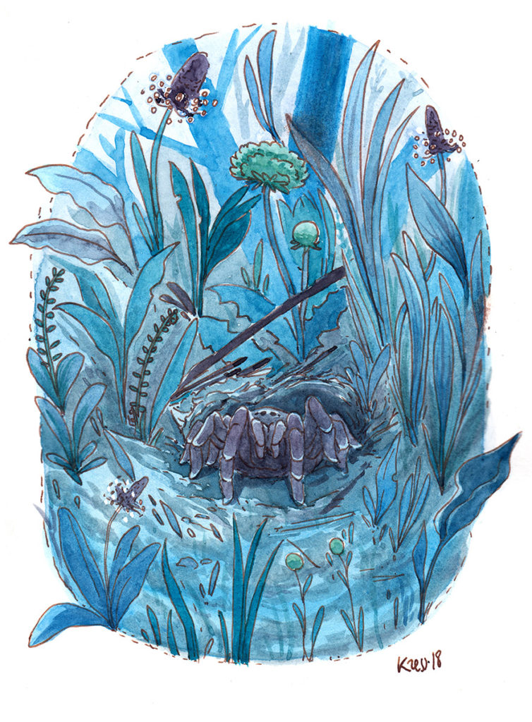 animal illustration of a trapdoor spider