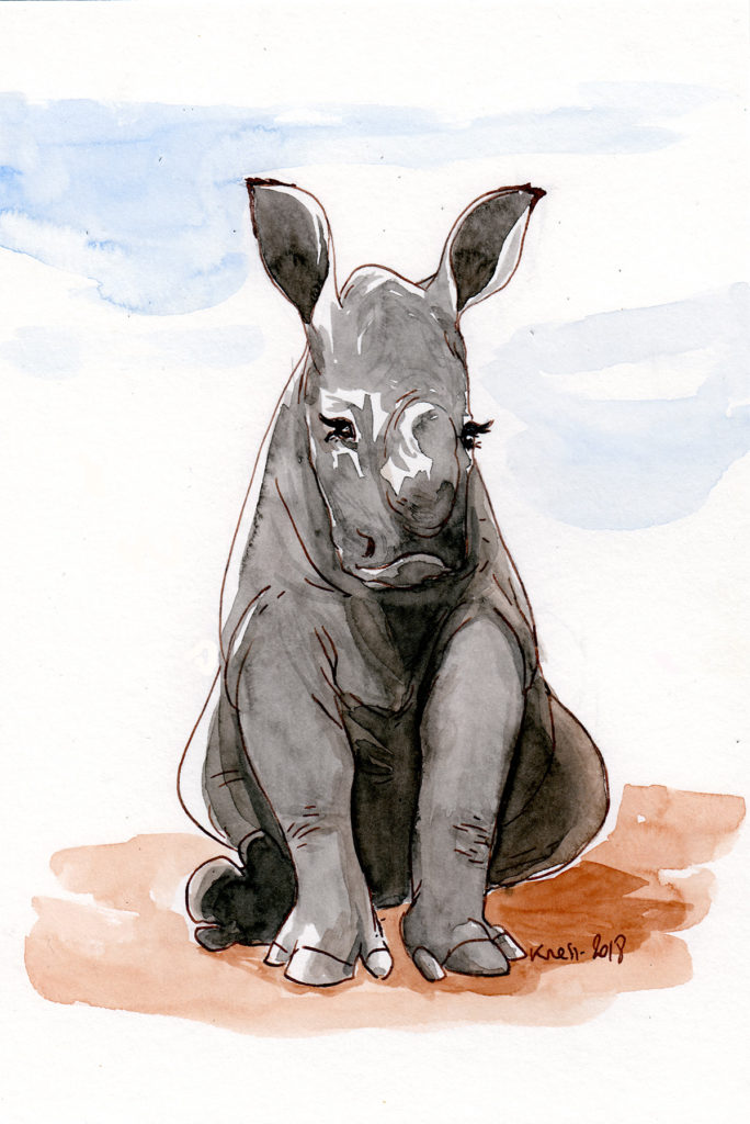 animal illustration of a rhino