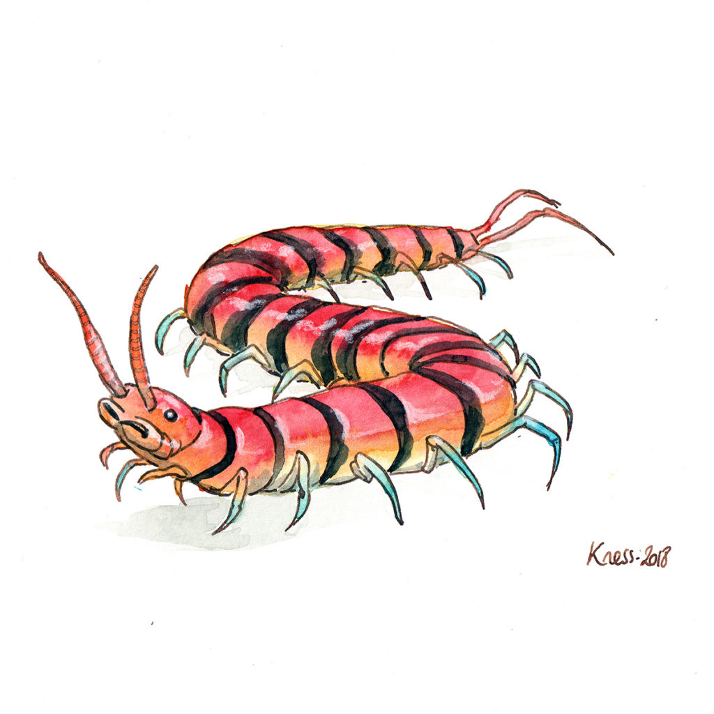 animal illustration of a centipede