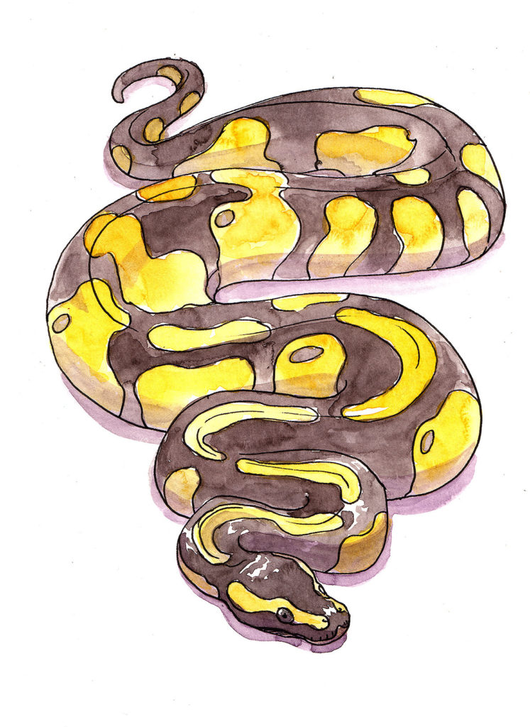 animal illustration of a python