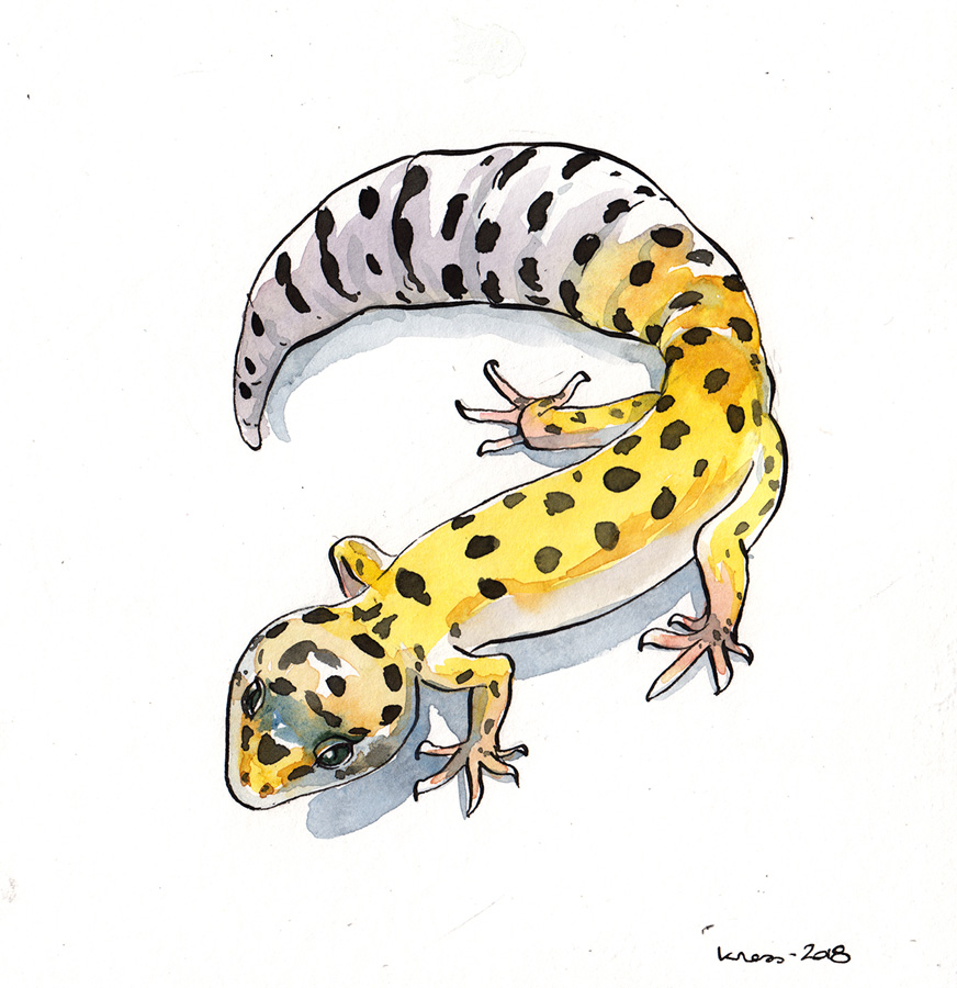 animal illustration of a leopard gecko
