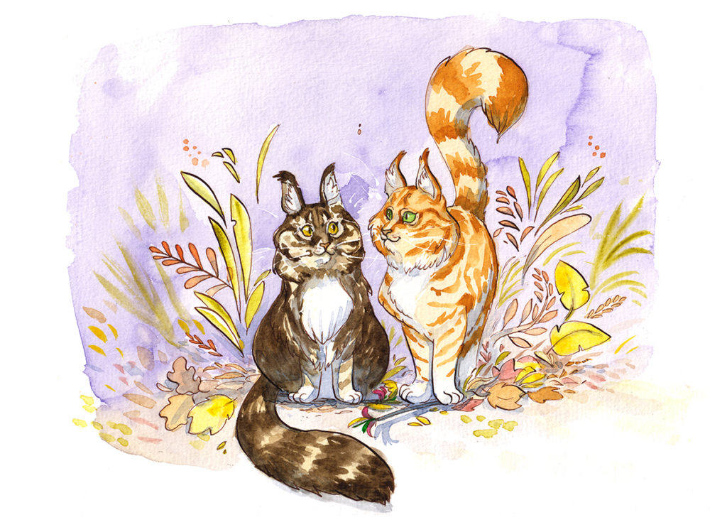 pet portrait pricing : two main coons