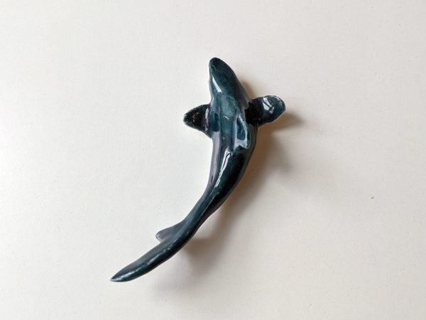 Requin porcelaine