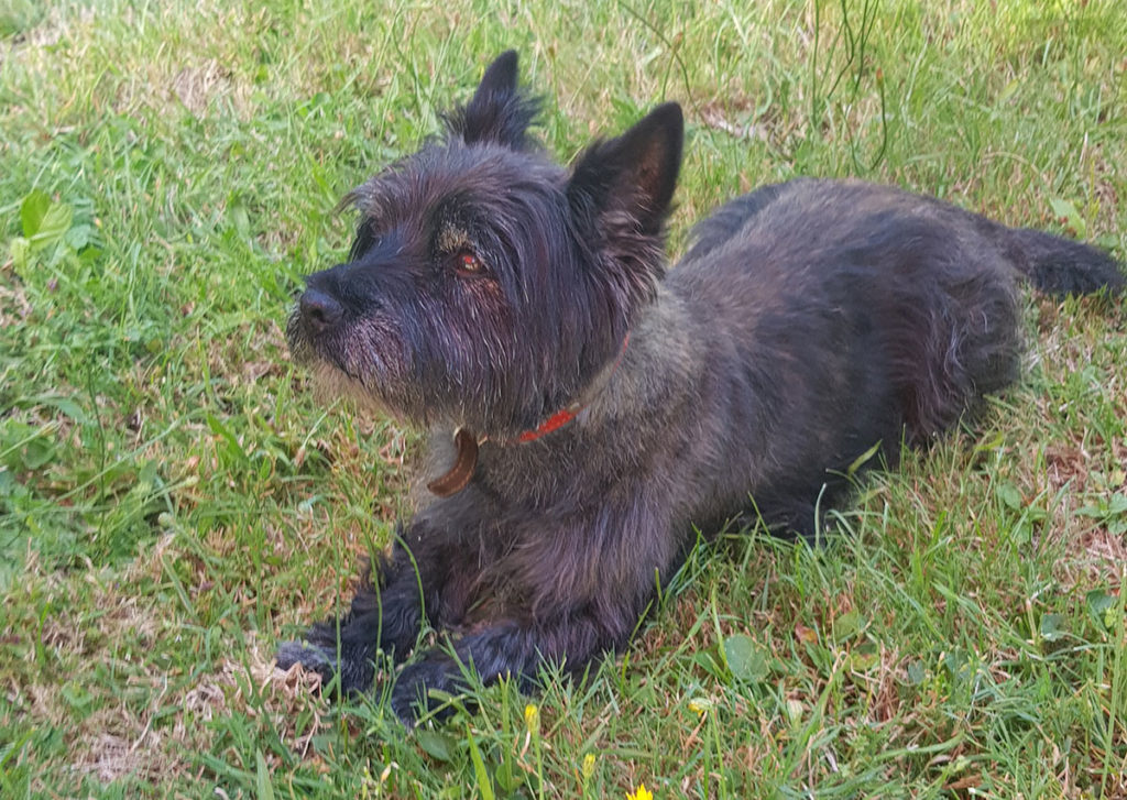 Cairn terrier allongé 