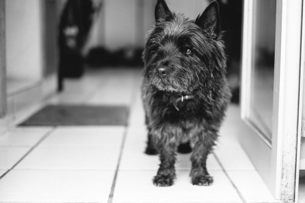 cairn terrier noir 