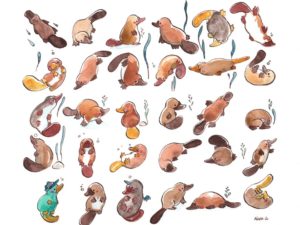 30 platypuses