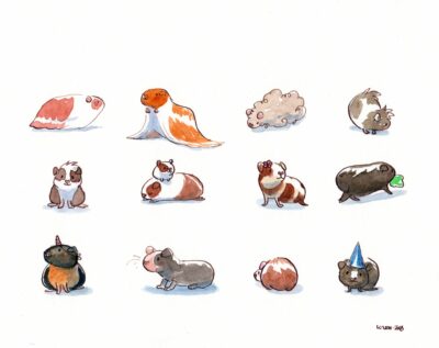 12 - non 13 ! - cochons d'Inde