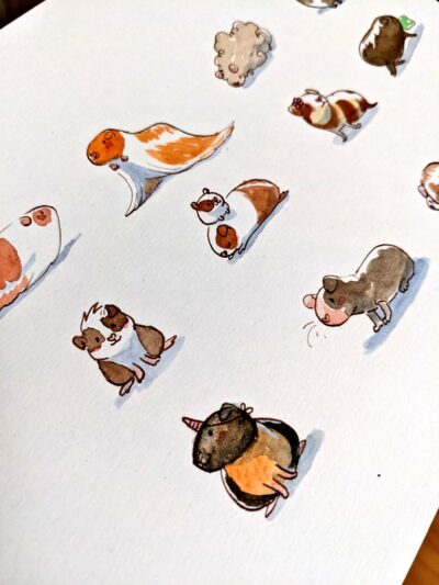 12 - non 13 ! - cochons d'Inde – Image 4