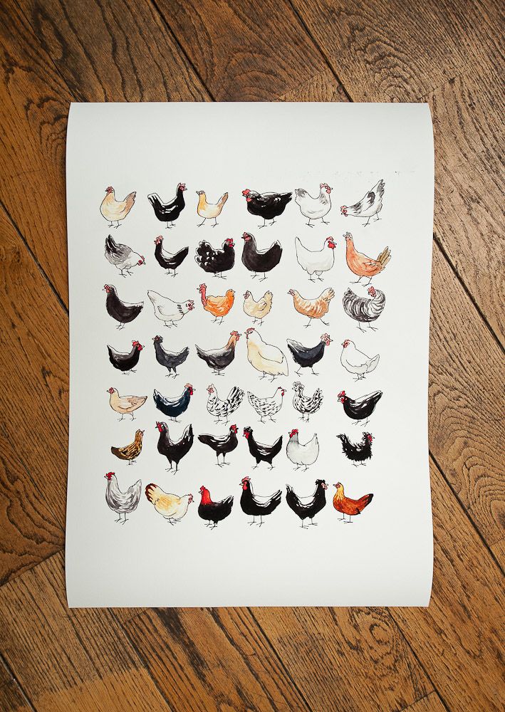 Chicken breeds pattern 