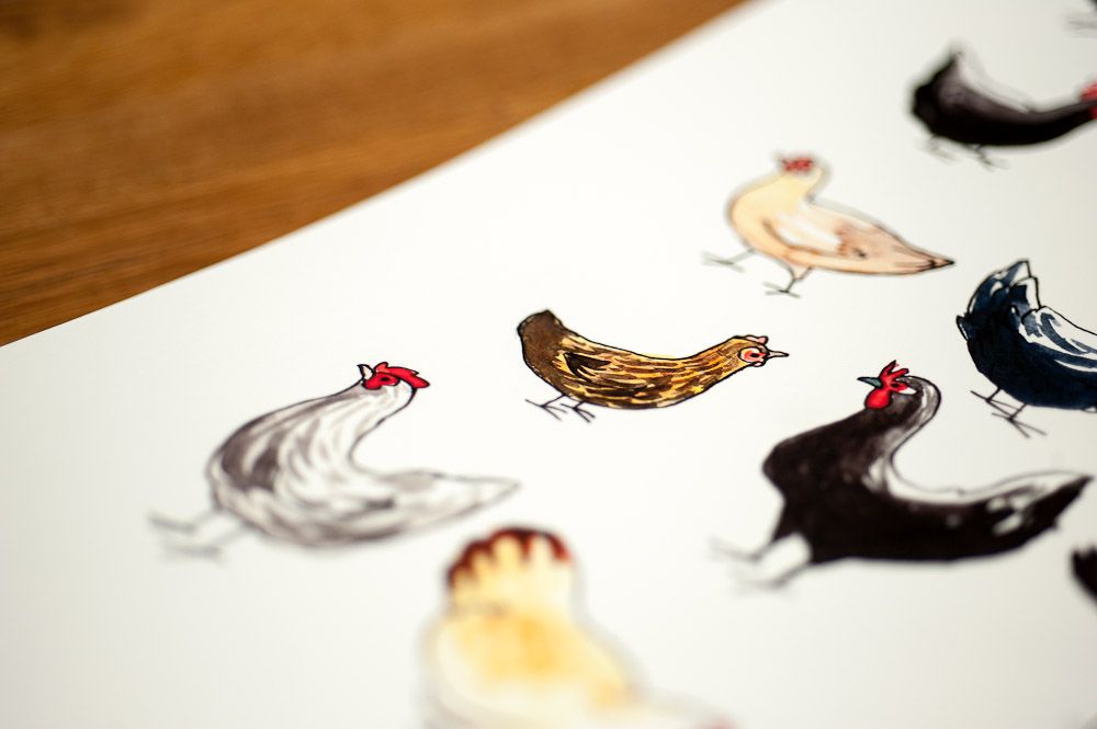 dessin de poules, détail petite poule brune