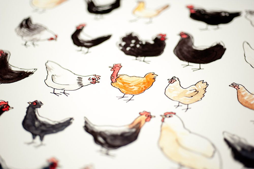French chicken breeds chart - detail