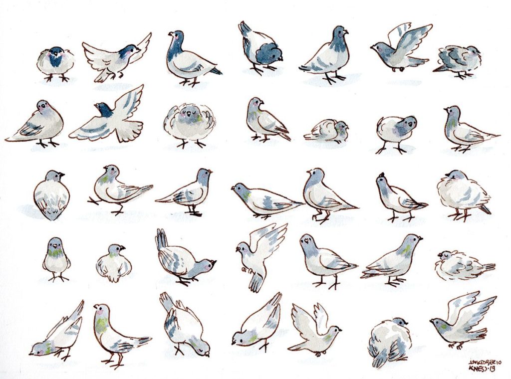 Motif Animaux : Pigeons 