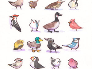 24 quebec winter birds