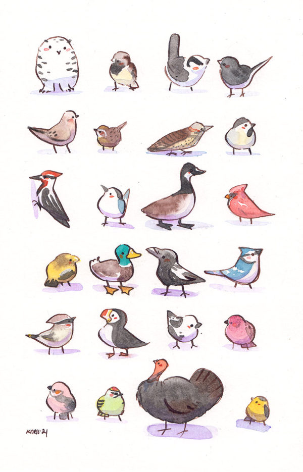 24 quebec winter birds