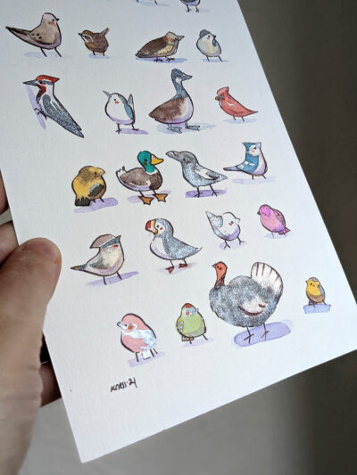24 Oiseaux du Québec – Image 6