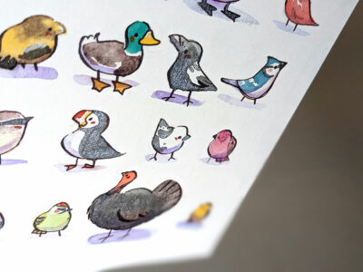 24 Oiseaux du Québec – Image 5
