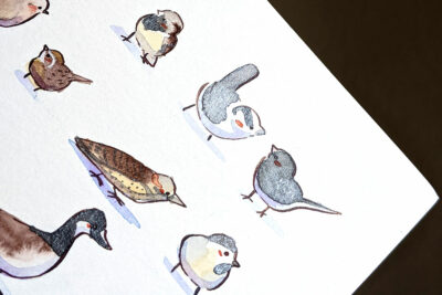 24 Oiseaux du Québec – Image 3