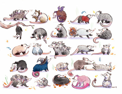 opossum watercolor painting