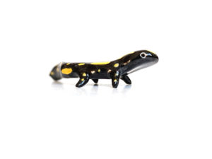 porcelain salamander figurine