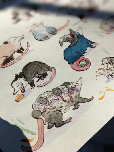 opossum watercolor painting