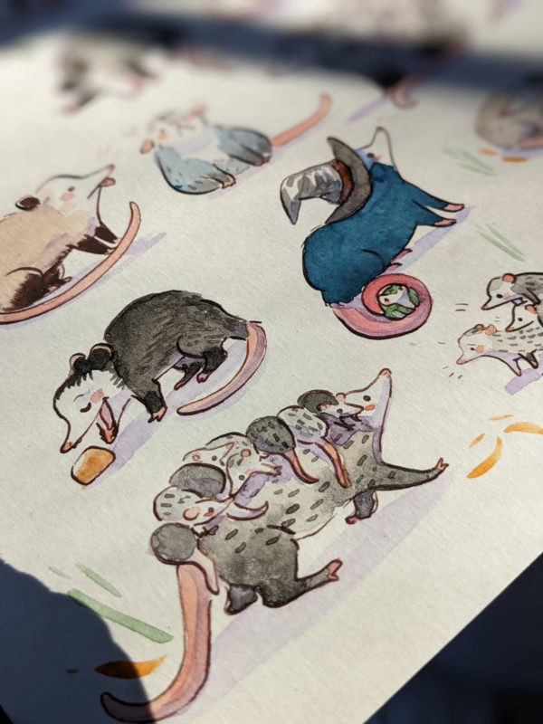 opossum watercolor painting