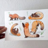 original watercolor red pandas