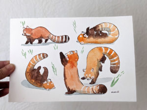 original watercolor red pandas