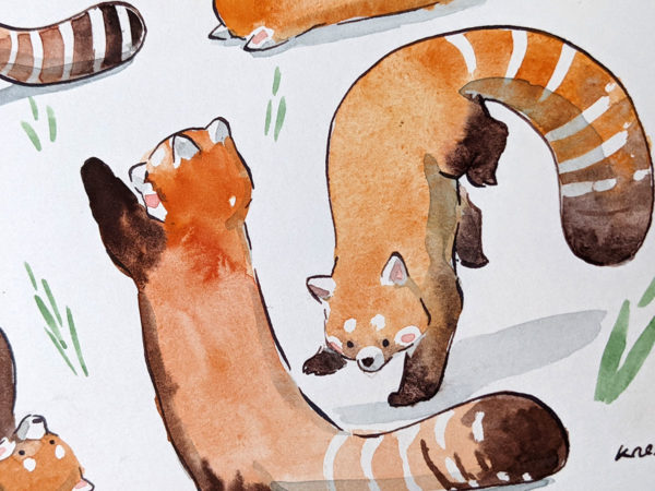 original watercolor red pandas