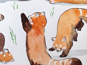 original watercolor red pandas