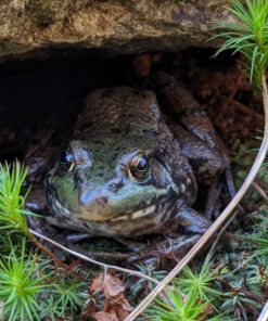 ribbit