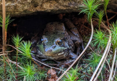 ribbit