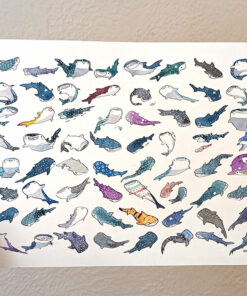 65 whale sharks painting
