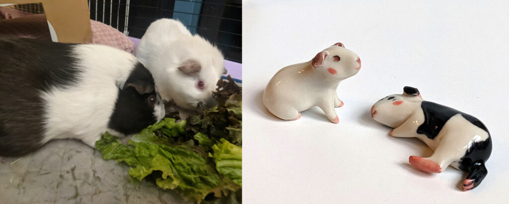 guinea pigs pet portraits