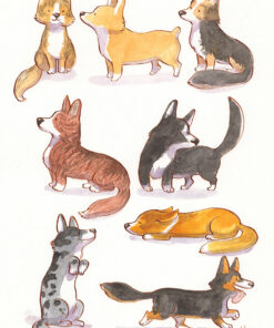 corgis breeds and coats